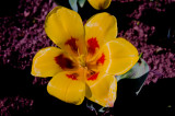Tidal Basin Tulip