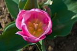 Tidal Basin Tulip