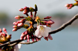 DC Cherry Blossoms