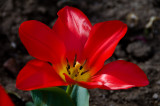 Tidal Basin Tulip