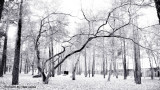 l'albero che protegge le fosse comuni 05