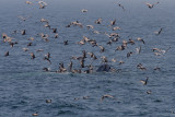 Megaptera novaeangliae - Humpback Whale
