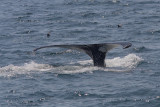 Megaptera novaeangliae - Humpback Whale