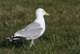 Herring Gull G[KNAT]