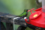 Booted Racket-tail