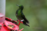 Buff-tailed Coronet