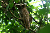 Crested Owl