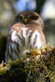 Tamaulipas Pygmy-Owl