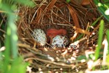 IMG_0915_First hatched baby egg Cardinal 4-27-10_copyright.jpg WEB.jpg