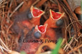 IMG_0943_Spring Cardinal Babies 4-28-10 copy.jpg WEB.jpg