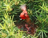 IMG_2416_Cardinal Daddy flying for food for babies 5-4-10copyright.jpg WEB.jpg