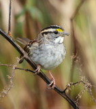 White Throated Sparrow in Fens Boston