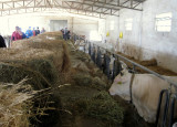 Tuscany Cow Barn 01