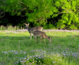 Whitetail Deer Choke Canyon St Park 04