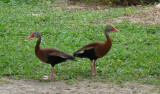 Black-bellied Whistling Duck