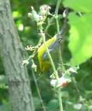 Blue-winged Warbler