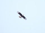 Caracara