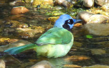 Green Jay