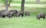 Pigbirds