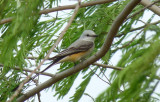 Scissor-tailed Flycatcher