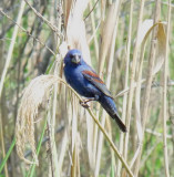 Blue Grosbeak