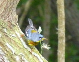 Northern Parula