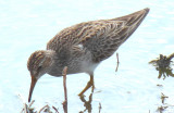Pectoral Sandpiper