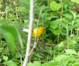 Prothonotary Warbler