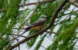 Scissor-tailed Flycatcher