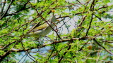 Tennessee Warbler