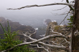 Quoddy Head SP - Cliff trail