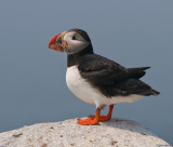 Machias Seal Island - Puffin with shrimp