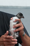 Machias Seal Island - banded Puffin chick