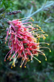 Grevillea -  Australian native plant