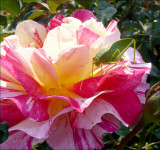 Delbard rose