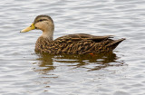 Mottled Duck (m)