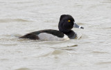 Ring-necked Duck (m, winter)