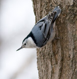 White-breasted Nuthatch