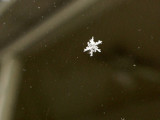 Snowflake-8047