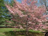 8952.Pink Dogwood<br/>Tree