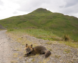 Fox and Mount Ballyhoo