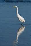 Bird Favorites