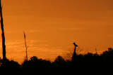 Kingfisher at Sunrise