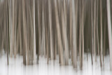 Birch Abstract