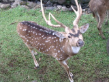 Bogor deer herd