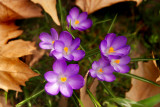 Crocusses in spring