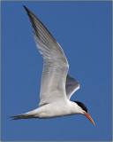 CRW_3016.jpg