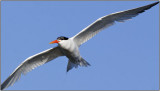 CRW_3300.jpg