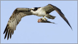Osprey