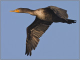 CRW_7863.jpg